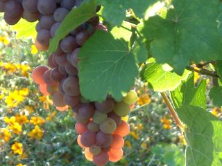 Découvertes oenologiques & gustatives en Bourgogne